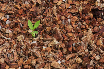 background of coconut spathe fiber, texture from nature