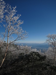 雪化粧した木々と伊那谷