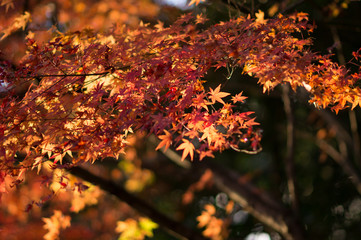 秋と紅葉
