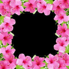 Fototapeta na wymiar Beautiful floral background with pink hibiscus 