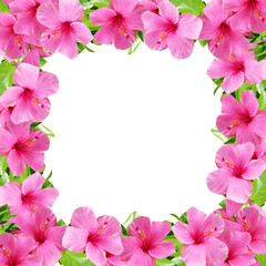 Beautiful floral background with pink hibiscus 