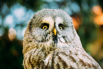 The great grey owl or great gray owl ,Strix nebulosa, is a very large owl