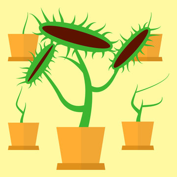 carnivorous green plant