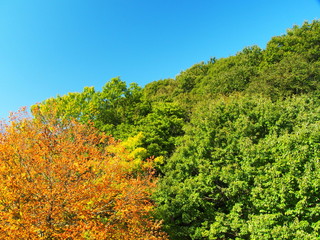 桂の黄葉と森