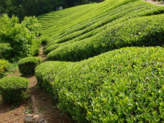 新茶香る韮山の茶畑