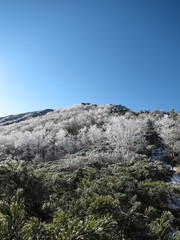 雪化粧した木々と山