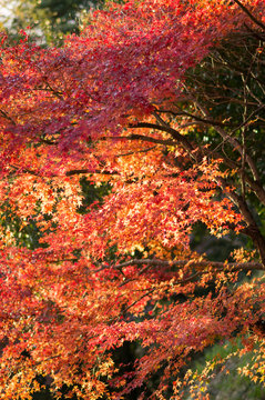 秋と紅葉

