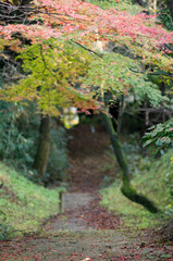 Fototapeta premium 秋と紅葉 