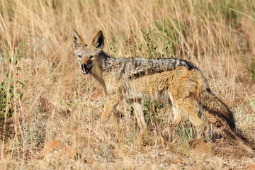 Black-backed jackal