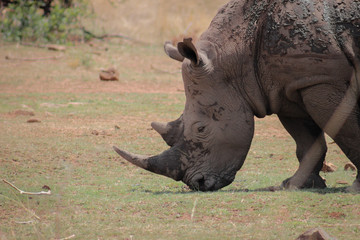 Obraz premium White rhinoceros