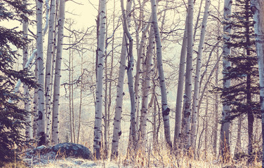 Obraz premium Winter forest