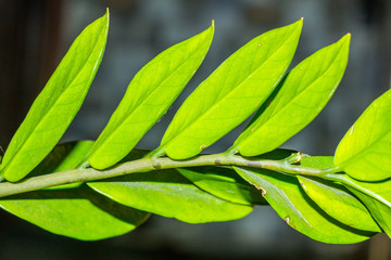 Green home plant zamioculkas closeup