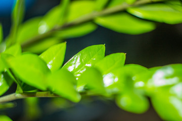 Green home plant zamioculkas closeup