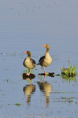 Graugänse in der Morgensonne