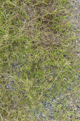 Beautiful of fresh green grass texture background in top view.