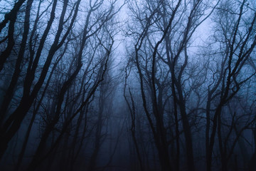 Misty mysterious forest