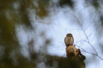 Perching Pygmy Owl at birch tree