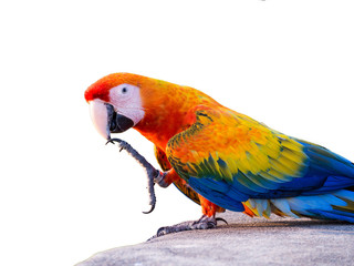 Macaws bird white background.