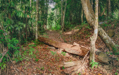 Walking trail with a fallen tree in Thai dark tropical forest, Mu Koh Chang National Park, Chang island, Thailand. Natural background. Soft Focus.
