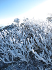 樹氷と青空
