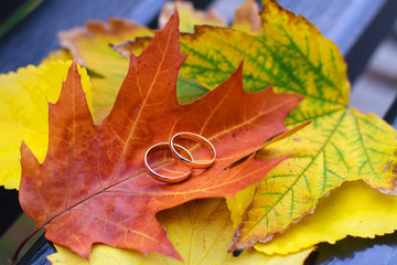 Wedding rings in yellow and orange autumn leaves