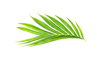 Green leaves of palm tree isolated on white background