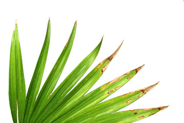 Green leaves of palm tree isolated on white background - 128995148