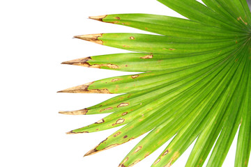 Green leaves of palm tree isolated on white background