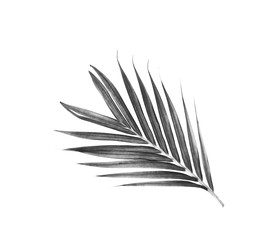 black leaves of palm tree background