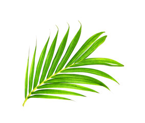 Green leaves of palm tree isolated on white background