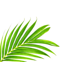 Green leaves of palm tree isolated on white background