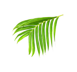 Green leaves of palm tree isolated on white background
