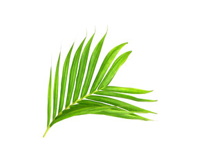 Green leaves of palm tree isolated on white background