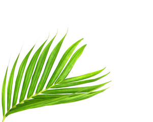 Green leaves of palm tree isolated on white background