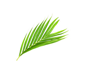 Green leaves of palm tree isolated on white background