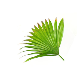 Green leaves of palm tree isolated on white background