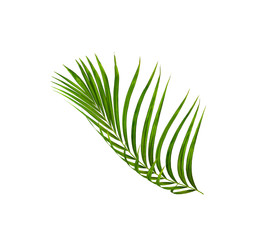 Green leaves of palm tree isolated on white background