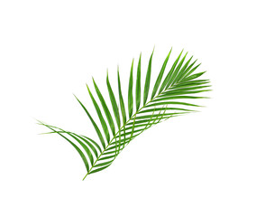 Green leaves of palm tree isolated on white background