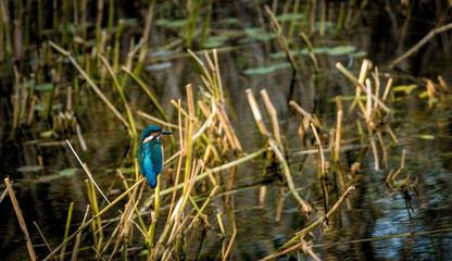 kingfisher