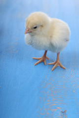Fluffy little yellow chicken on a blue wooden background. Card f