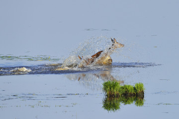 Rotwild auf der Flucht 