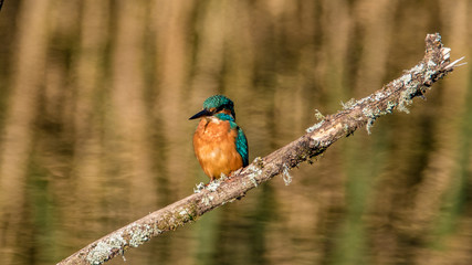kingfisher