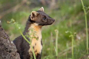 The European pine marten (Martes martes), known most commonly as the pine marten in Anglophone Europe, and less commonly also known as pineten, baum marten, or sweet marten, 