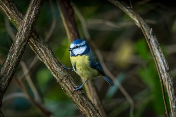 blue tit