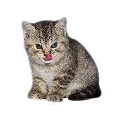 Funny Kitten licked by the tongue. Pink tongue cute cats. Home small delicate animal. Striped kitten on isolated white background.