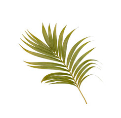 Fototapeta na wymiar Green leaves of palm tree isolated on white background