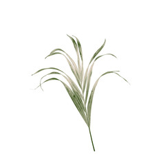 Green leaves of palm tree isolated on white background