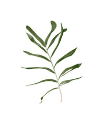 Green leaves of palm tree isolated on white background