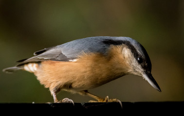 nuthatch