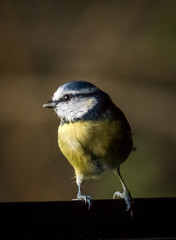 blue tit